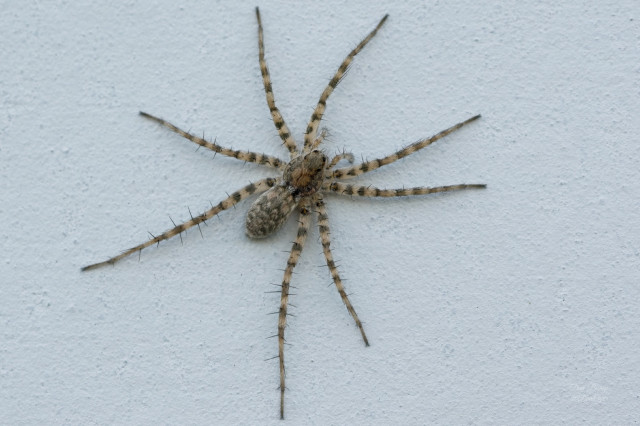 Thin-legged Wolf Spider Genus Pardosa Wisconsin 