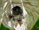 Bald-faced wasps on their nest in Wisconsin 