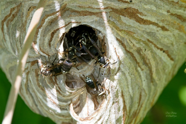 Bald-faced wasps on their nest in Wisconsin 