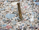 Grass-Veneers moth