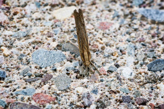 Grass-Veneers moth