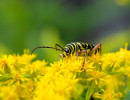Locust Borer beetle on Canada goldenrod in Wisconsin 