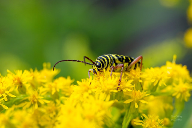 Locust Borer beetle on Canada goldenrod in Wisconsin 