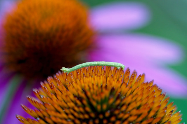 Blackberry Looper Moth (Chlorochlamys chloroleucaria) caterpillar