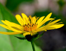 Silphium flower