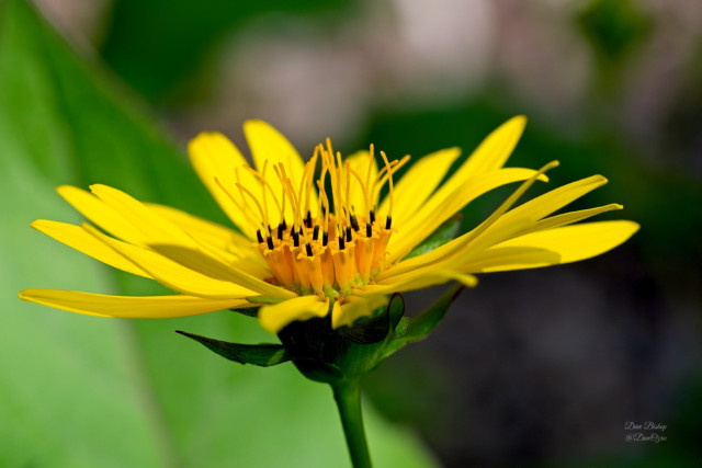 Silphium flower