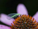 Stink Lacewings (Genus Chrysopa) on Purple coneflower at night