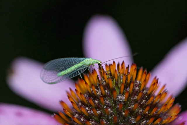 Stink Lacewings (Genus Chrysopa) on Purple coneflower at night
