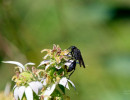 Great Black Digger Wasp (Sphex pensylvanicus) on Dotted mint flowers