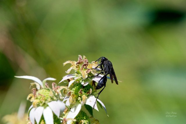 Great Black Digger Wasp (Sphex pensylvanicus) on Dotted mint flowers