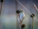 American Goldfinch (Spinus tristis) eating Purple coneflower seeds in winter