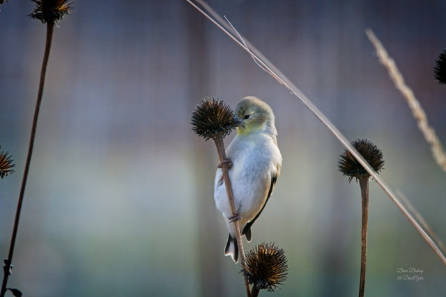 American Goldfinch (Spinus tristis) eating Purple coneflower seeds in winter