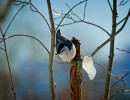 White-breasted Nuthatch (Sitta carolinensis)