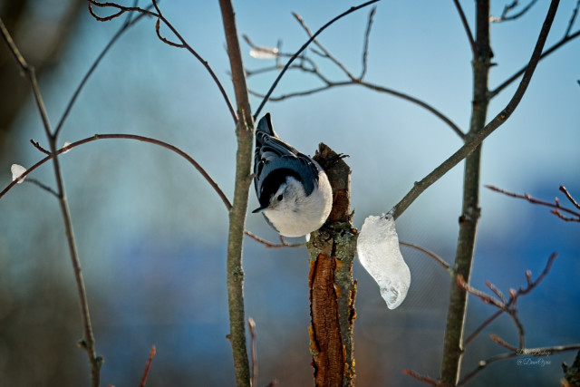 White-breasted Nuthatch (Sitta carolinensis)