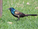 Common Grackle (Quiscalus quiscula)