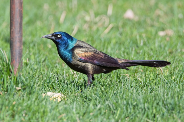 Common Grackle (Quiscalus quiscula)