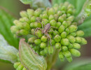 Running Crab Spiders (Genus Philodromus) on Red-osier dogwood flower buds