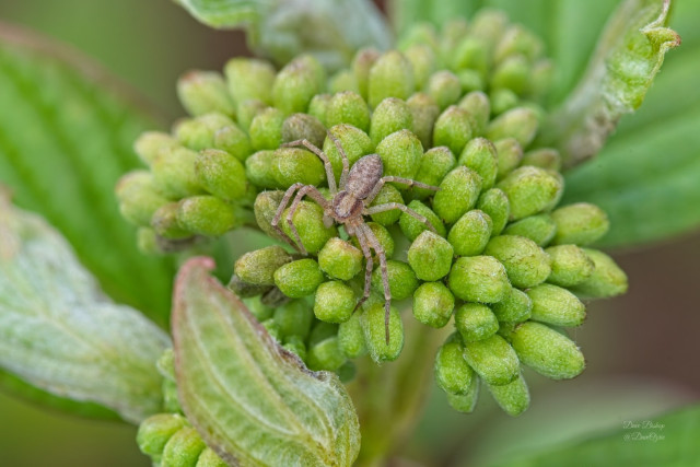 Running Crab Spiders (Genus Philodromus) on Red-osier dogwood flower buds