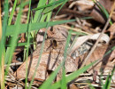 Greater Bee Fly (Bombylius major)