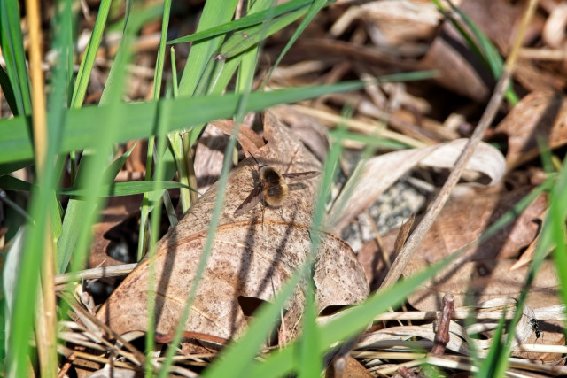 Greater Bee Fly (Bombylius major)