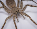 Thin-legged Wolf Spider (Genus Pardosa)