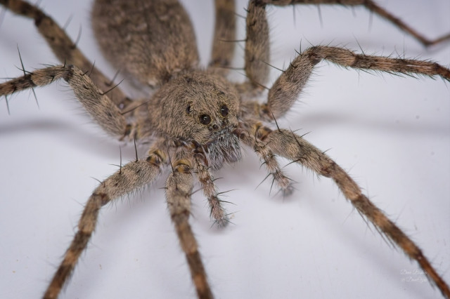 Thin-legged Wolf Spider (Genus Pardosa)