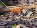 Question Mark (Polygonia interrogationis) butterfly