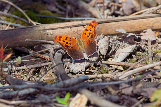 Question Mark (Polygonia interrogationis) butterfly