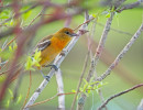 Baltimore Oriole (Icterus galbula)