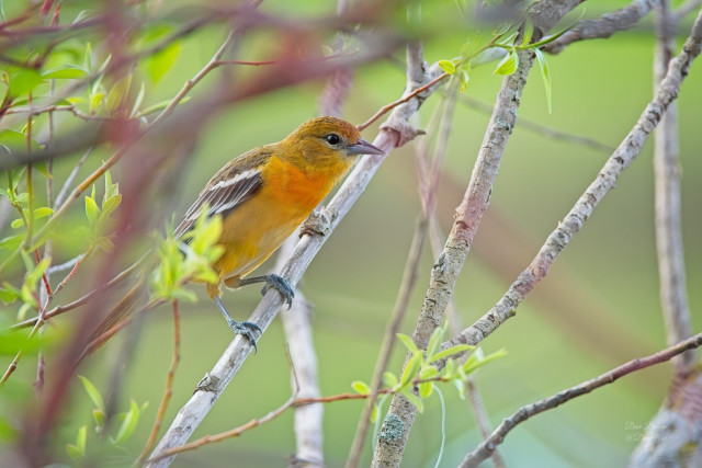 Baltimore Oriole (Icterus galbula)