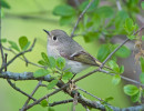 Ruby-crowned Kinglet (Corthylio calendula)