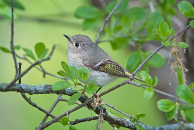 Ruby-crowned Kinglet (Corthylio calendula)