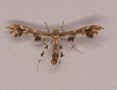 Grape and Sheppard's Plume Moth