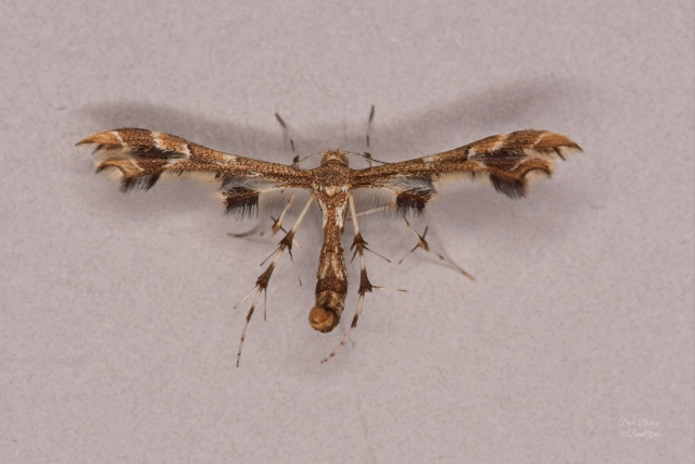 Grape and Sheppard's Plume Moth