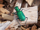 Six-spotted Tiger Beetle (Cicindela sexguttata)
