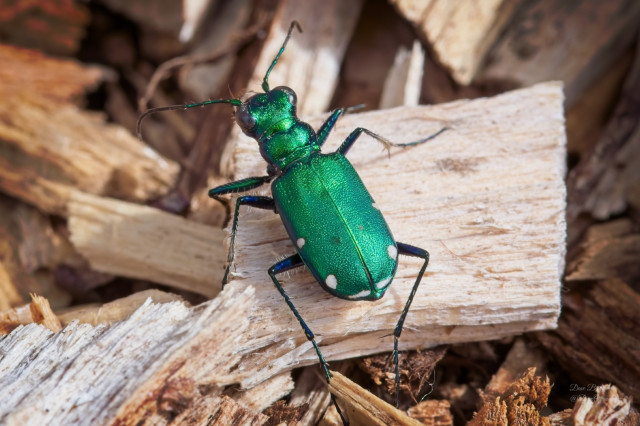 Six-spotted Tiger Beetle (Cicindela sexguttata)