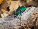 Six-spotted Tiger Beetle (Cicindela sexguttata)