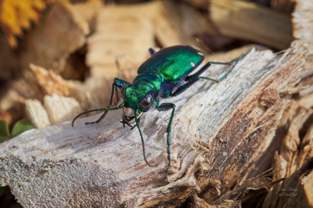 Six-spotted Tiger Beetle (Cicindela sexguttata)