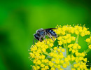 Possible Cresson's Mining Bee (Andrena cressonii) on goldenrod flowers