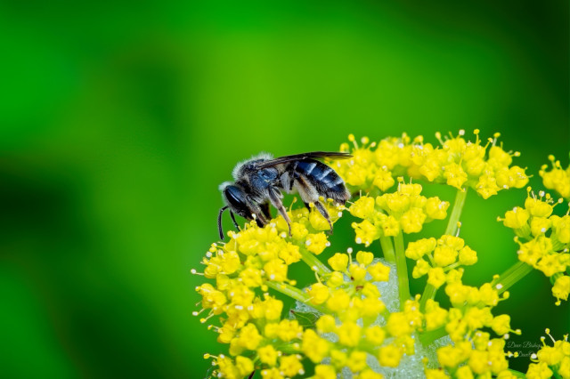 Possible Cresson's Mining Bee (Andrena cressonii) on goldenrod flowers