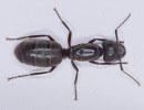 Eastern Black Carpenter Ant (Camponotus pennsylvanicus)