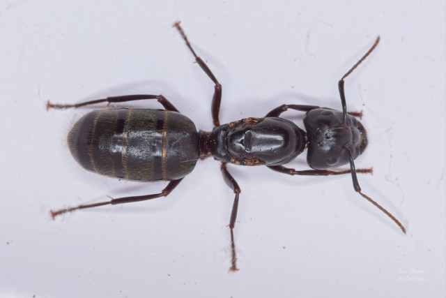 Eastern Black Carpenter Ant (Camponotus pennsylvanicus)