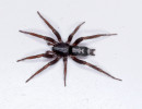 Eastern Parson Spider (Herpyllus ecclesiasticus)