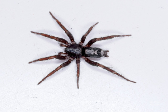 Eastern Parson Spider (Herpyllus ecclesiasticus)