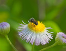 Spot-sided Dark Bee (Stelis lateralis) on fleabane flower