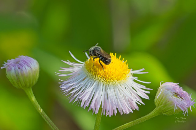Spot-sided Dark Bee (Stelis lateralis) on fleabane flower