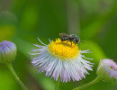 Spot-sided Dark Bee (Stelis lateralis) on Daisy fleabane flower