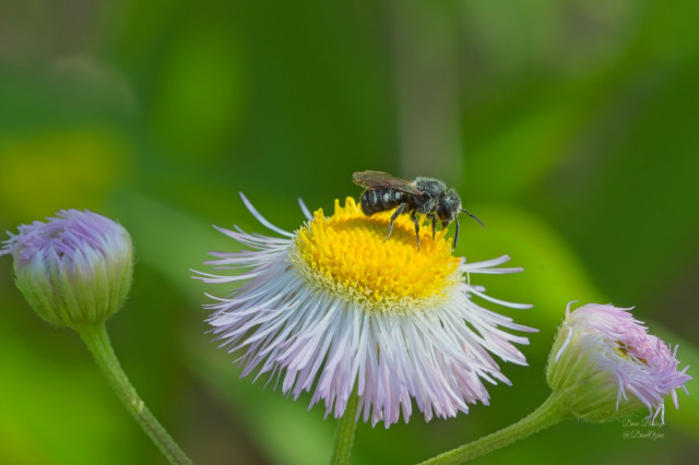 Spot-sided Dark Bee (Stelis lateralis) on Daisy fleabane flower