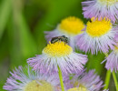 Small native carpenter bee on fleabane flower