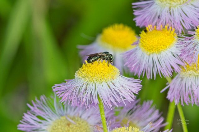 Small native carpenter bee on fleabane flower